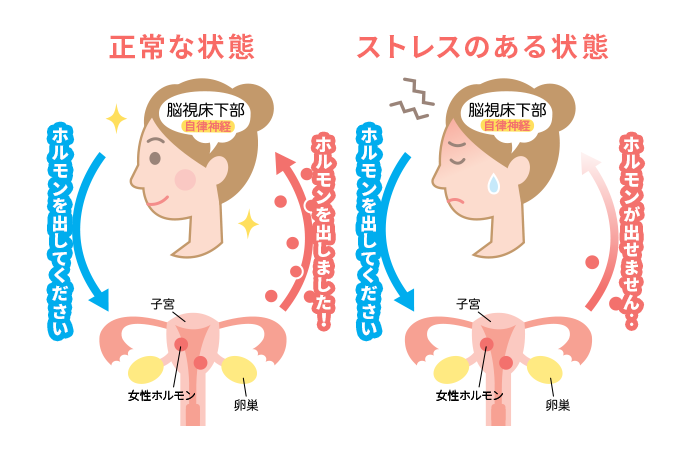 女性ホルモンの仕組みの図